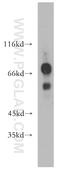 IKAROS Family Zinc Finger 3 antibody, 13561-1-AP, Proteintech Group, Western Blot image 