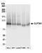 CLPTM1 Regulator Of GABA Type A Receptor Forward Trafficking antibody, A304-388A, Bethyl Labs, Western Blot image 
