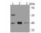 H2A Histone Family Member Y antibody, NBP2-76947, Novus Biologicals, Western Blot image 