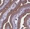 Growth Arrest Specific 8 antibody, NBP2-14037, Novus Biologicals, Immunohistochemistry paraffin image 