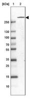 SEP antibody, NBP1-87782, Novus Biologicals, Western Blot image 