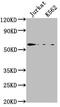 HMG-Box Containing 4 antibody, orb685873, Biorbyt, Western Blot image 