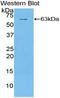 Extracellular sulfatase Sulf-1 antibody, LS-C296521, Lifespan Biosciences, Western Blot image 