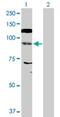 Nuclear Factor Of Activated T Cells 4 antibody, H00004776-D01P, Novus Biologicals, Western Blot image 