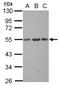 KIAA1427 antibody, NBP2-20546, Novus Biologicals, Western Blot image 