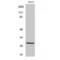 Spi-C Transcription Factor antibody, LS-C386149, Lifespan Biosciences, Western Blot image 