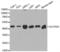 Saccharopine Dehydrogenase (Putative) antibody, LS-C331938, Lifespan Biosciences, Western Blot image 