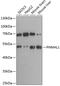PNMA Family Member 8A antibody, 14-257, ProSci, Western Blot image 