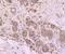 Nuclear Receptor Coactivator 1 antibody, NBP2-75672, Novus Biologicals, Immunohistochemistry paraffin image 