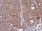 SEC31 Homolog A, COPII Coat Complex Component antibody, NBP1-31874, Novus Biologicals, Immunohistochemistry frozen image 