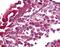 Arginine Vasopressin Receptor 1B antibody, NLS3737, Novus Biologicals, Immunohistochemistry frozen image 