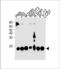 Peptidylprolyl Cis/Trans Isomerase, NIMA-Interacting 1 antibody, LS-C203914, Lifespan Biosciences, Western Blot image 