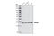 High Mobility Group Box 1 antibody, 3935S, Cell Signaling Technology, Western Blot image 
