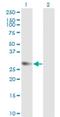 Geminin DNA Replication Inhibitor antibody, H00051053-M02, Novus Biologicals, Western Blot image 