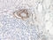Nerve Growth Factor antibody, XP-5110, ProSci, Immunohistochemistry frozen image 