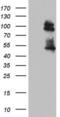 GLI Family Zinc Finger 1 antibody, LS-C790029, Lifespan Biosciences, Western Blot image 