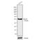 Myogenic Differentiation 1 antibody, MA5-12902, Invitrogen Antibodies, Western Blot image 