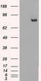 SCY1 Like Pseudokinase 3 antibody, LS-C784311, Lifespan Biosciences, Western Blot image 