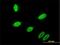 Gastrulation Brain Homeobox 2 antibody, H00002637-M01, Novus Biologicals, Immunofluorescence image 
