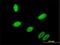 Gastrulation and brain-specific homeobox protein 2 antibody, H00002637-M01, Novus Biologicals, Immunofluorescence image 