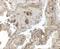 Transthyretin antibody, NBP2-41101, Novus Biologicals, Immunohistochemistry frozen image 