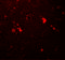Unc-51 Like Kinase 3 antibody, 7585, ProSci, Immunofluorescence image 
