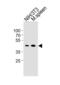 Cyclin B1 antibody, abx034751, Abbexa, Western Blot image 