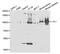 Villin 1 antibody, MBS2529852, MyBioSource, Western Blot image 