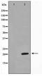 Musculin antibody, TA347547, Origene, Western Blot image 