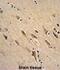 ADP Ribosylation Factor 1 antibody, abx032648, Abbexa, Immunohistochemistry frozen image 