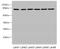 Calpain 1 antibody, A57493-100, Epigentek, Western Blot image 