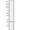 Mediator Complex Subunit 29 antibody, PA5-68220, Invitrogen Antibodies, Western Blot image 