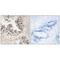 Mitochondrial Ribosomal Protein S36 antibody, A14893, Boster Biological Technology, Immunohistochemistry frozen image 