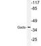 GRB2 Related Adaptor Protein 2 antibody, LS-C177845, Lifespan Biosciences, Western Blot image 