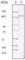 KSHV ORF45 antibody, abx016034, Abbexa, Western Blot image 