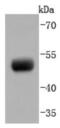 Paired Box 8 antibody, NBP2-67876, Novus Biologicals, Western Blot image 
