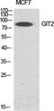 GIT ArfGAP 2 antibody, PA5-50969, Invitrogen Antibodies, Western Blot image 