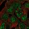 Class B basic helix-loop-helix protein 42 antibody, NBP2-56299, Novus Biologicals, Immunocytochemistry image 