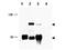 CREB Regulated Transcription Coactivator 1 antibody, A01951, Boster Biological Technology, Western Blot image 