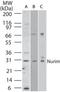 Nurim antibody, NB100-56414, Novus Biologicals, Western Blot image 