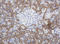 Synaptotagmin 4 antibody, LS-C787891, Lifespan Biosciences, Immunohistochemistry frozen image 