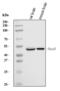 RNA Binding Fox-1 Homolog 3 antibody, A11954-1, Boster Biological Technology, Western Blot image 