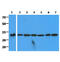Complement C1q Binding Protein antibody, GTX57607, GeneTex, Western Blot image 