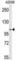 Semaphorin 5A antibody, abx031644, Abbexa, Western Blot image 