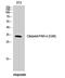 F2R Like Thrombin Or Trypsin Receptor 3 antibody, STJ90071, St John