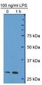 High Mobility Group Box 1 antibody, NBP2-27395, Novus Biologicals, Western Blot image 