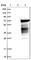 HERPUD2 antibody, HPA015630, Atlas Antibodies, Western Blot image 