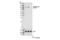 Lysine Demethylase 1A antibody, 37177S, Cell Signaling Technology, Western Blot image 