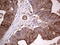 Galectin 3 antibody, LS-C339279, Lifespan Biosciences, Immunohistochemistry frozen image 
