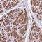Coiled-Coil Domain Containing 58 antibody, HPA047777, Atlas Antibodies, Immunohistochemistry frozen image 